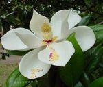 Foto Topfblumen Magnolie bäume (Magnolia), weiß