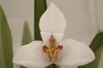 Foto Topfblumen Coconut Pie Orchidee grasig (Maxillaria), weiß