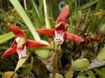 Foto Topfblumen Coconut Pie Orchidee grasig (Maxillaria), rot