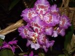 foto I fiori domestici Tiger Orchidea, Mughetto Orchidea erbacee (Odontoglossum), lilla