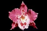 foto I fiori domestici Tiger Orchidea, Mughetto Orchidea erbacee (Odontoglossum), rosa