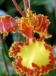 Photo House Flowers Dancing Lady Orchid, Cedros Bee, Leopard Orchid herbaceous plant (Oncidium), orange