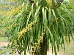 Photo House Flowers Dancing Lady Orchid, Cedros Bee, Leopard Orchid herbaceous plant (Oncidium), yellow