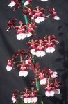 Photo House Flowers Dancing Lady Orchid, Cedros Bee, Leopard Orchid herbaceous plant (Oncidium), claret