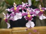 Photo House Flowers Dancing Lady Orchid, Cedros Bee, Leopard Orchid herbaceous plant (Oncidium), lilac