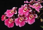 Foto Topfblumen Tanzendame Orchidee, Cedros Biene, Leoparden Orchidee grasig (Oncidium), rosa