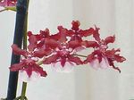 Photo House Flowers Dancing Lady Orchid, Cedros Bee, Leopard Orchid herbaceous plant (Oncidium), red