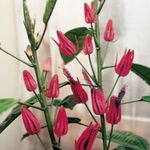 foto I fiori domestici Pavonia erbacee , rosa
