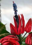 foto I fiori domestici Pavonia erbacee , rosso