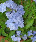 Photo House Flowers Leadworts shrub (Plumbago), light blue