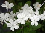foto I fiori domestici Leadworts gli arbusti (Plumbago), bianco