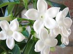 Фото Домашні Квіти Стефанотис ліана (Stephanotis), білий