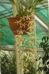 foto Casa de Flores Coelogyne planta herbácea , amarelo
