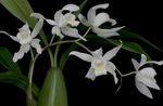 Photo House Flowers Coelogyne herbaceous plant , white