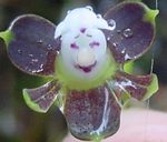 Foto Topfblumen Knopf Orchidee grasig (Epidendrum), lila