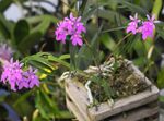 Фото Домашние Цветы Эпидендрум травянистые (Epidendrum), сиреневый