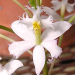 Foto Topfblumen Knopf Orchidee grasig (Epidendrum), weiß