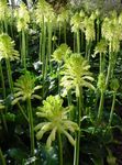 Photo House Flowers Forest Lily herbaceous plant (Veltheimia), white