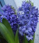 Foto Flores de salón Jacinto herbáceas (Hyacinthus), azul claro