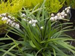 foto I fiori domestici Ophiopogon erbacee , bianco