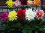 Photo House Flowers Dahlia herbaceous plant , red