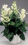 Photo House Flowers White candles, Whitefieldia, Withfieldia, Whitefeldia shrub (Whitfieldia), white