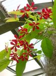 foto I fiori domestici Rangoon Creeper la liana (Quisqualis), rosso