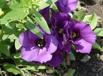 Photo House Flowers Texas Bluebell, Lisianthus, Tulip Gentian herbaceous plant (Lisianthus (Eustoma)), purple