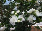 foto I fiori domestici Mirto gli arbusti (Myrtus), bianco
