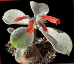 Photo House Flowers Rechsteineria herbaceous plant , red