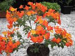 foto I fiori domestici Marmellate Cespuglio, Browallia Arancione, Firebush (Streptosolen), arancione