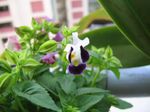 foto Quadrilatero Fiore, Pistone Ladys, Ala Blu le piante rampicante (Torenia), porpora