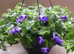 Photo Wishbone flower, Ladys slipper, Blue wing hanging plant (Torenia), dark blue