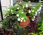 foto Quadrilatero Fiore, Pistone Ladys, Ala Blu le piante rampicante (Torenia), bianco