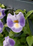 Photo Wishbone flower, Ladys slipper, Blue wing hanging plant (Torenia), lilac
