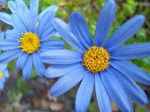 Photo House Flowers Blue Daisy herbaceous plant (Felicia amelloides), light blue