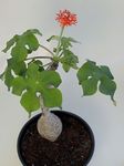 Foto Topfblumen Peregrina, Gicht Pflanze, Guatemaltekische Rhabarber grasig (Jatropha), rot