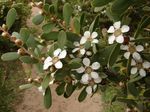 Foto Topfblumen Neuseeland Teebaum sträucher (Leptospermum), weiß