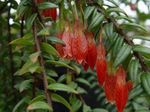 Foto Flores de salón Agapetes colgantes , rojo