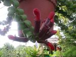 Foto Flores de salón Agapetes colgantes , rojo