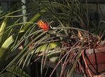 Photo House Flowers Pinecone Bromeliad herbaceous plant (Acanthostachys), orange