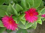 foto I fiori domestici Aptenia le piante rampicante , rosa