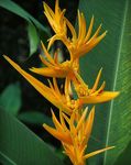 Photo House Flowers Lobster Claw,  herbaceous plant (Heliconia), yellow