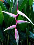 Photo House Flowers Lobster Claw,  herbaceous plant (Heliconia), pink