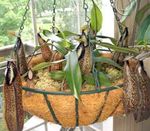 foto I fiori domestici Scimmia Bambù Brocca la liana (Nepenthes), marrone