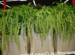 Фото Домашні Квіти Амарант Хвостатий трав'яниста (Amaranthus caudatus), зелений