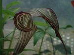 Foto Topfblumen Dragon Arum, Kobra-Pflanze, Amerikanische Wake Robin, Jack In Der Kanzel grasig (Arisaema), braun