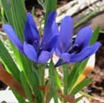 Photo Baboon Flower, Baboon Root herbaceous plant (Babiana), light blue
