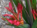 Photo Baboon Flower, Baboon Root herbaceous plant (Babiana), red