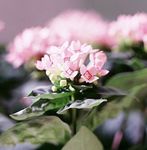 foto I fiori domestici Pianta Di Gelsomino, Trumpetilla Scarlatto gli arbusti (Bouvardia), rosa